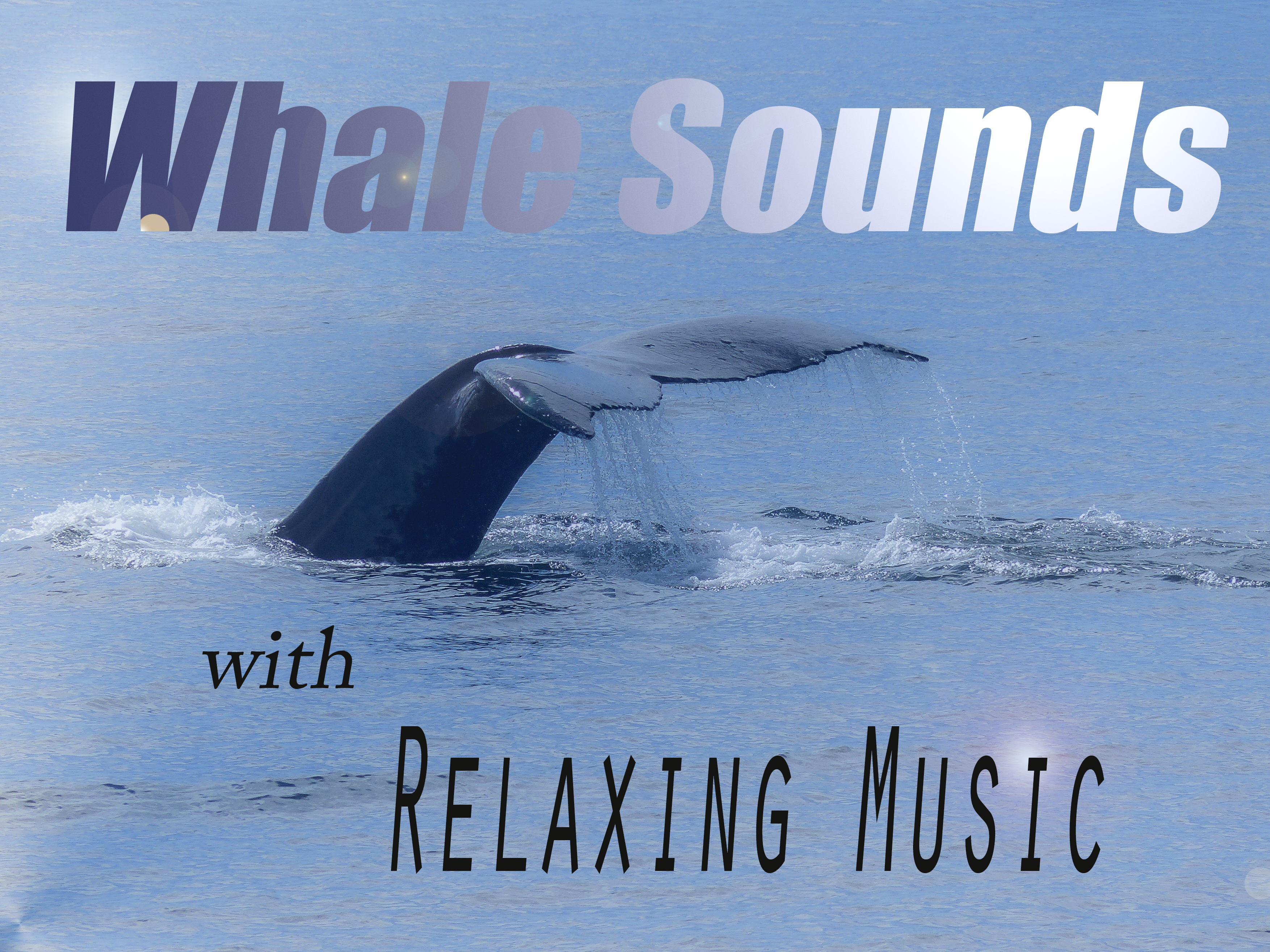 The longest Whale Song. Long Whale Song. Symphocat long Whale Song.